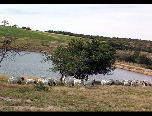 657HA FARM FOR SALE IN KOMGA RURAL